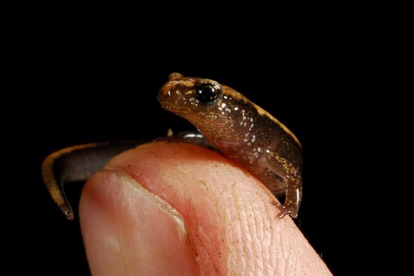 Photo of Plethodon vehiculum by <a href="http://www.michaelbromm.com">Michael Bromm</a>